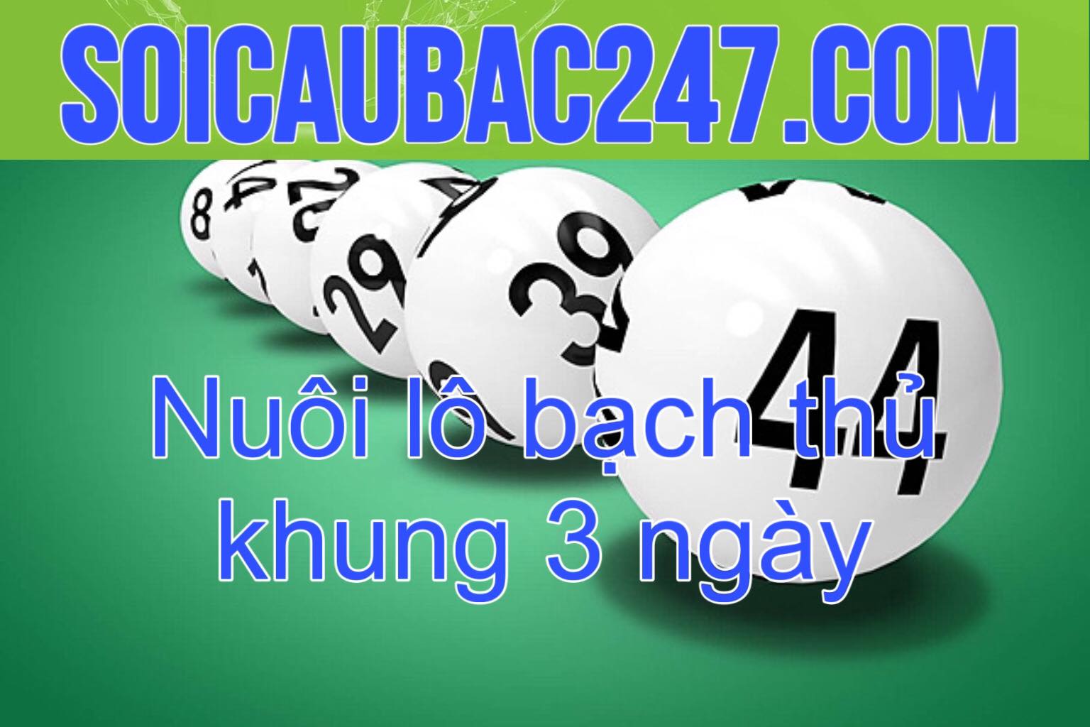 Nuôi lô bạch thủ khung 3 ngày